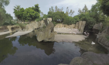 360 VR View to Valencia Bioparc and flamingos, Spain