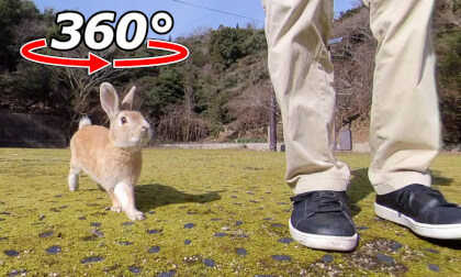 VR 360° | No matter how many times I moved away, the rabbit came running after me!