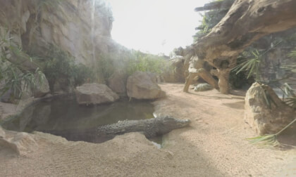 360 VR In Bioparc Valencia. Women taking shots with crocodile 360 VR In Bioparc Valencia. Women taking shots with crocodile