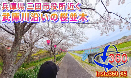 [Insta360 X5] Cherry Blossoms of 2026!! Cherry Blossom Trees Along the Mukogawa River Near the City Hall, Sanda City, Hyogo Prefecture, April 9, 2026