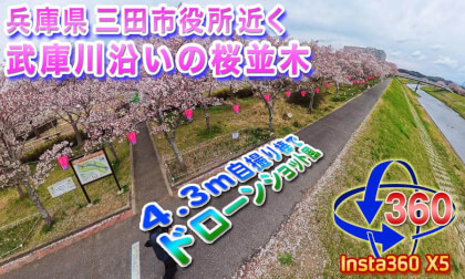 [Insta360 X5] Cherry Blossoms of 2026!! Drone-Style Shot of Cherry Trees Along the Mukogawa River in Sanda City, Hyogo Prefecture!! 2026.4.9