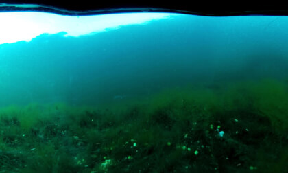 Video 8k Farlows test