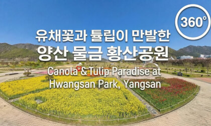 Canola & Tulip Paradise at HwangSan Park by the NakDong River, YangSan 유채꽃과 튤립이 만발한 양산 낙동강변 황산공원