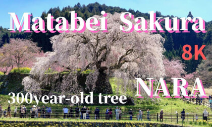 Nara: Matabei cherry tree, 300 years old, JAPAN