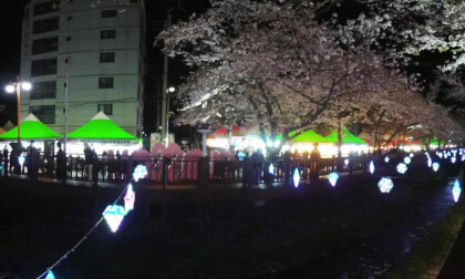 Jinhae Cherry Blossom Festival_3 (20260405)