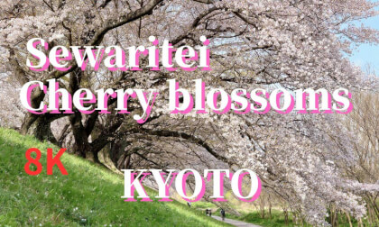 Kyoto: Falling petals of "Sewaritei cherry blossoms," JAPAN