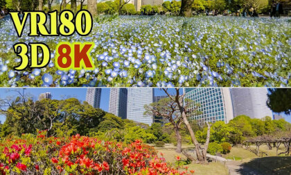 Tokyo Hibiya Park and Hamarikyu Gardens in the season of fresh greenery in Tokyo , JAPAN