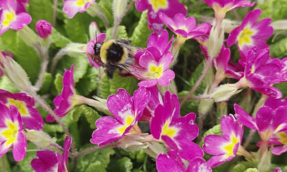 Hummel