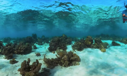Tiahura, Moorea (Underwater)