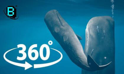 Swim With A Pod Of Sleeping Whales | BEthere Learning Series Episode 1