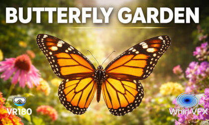Sensory Escape: Butterflies at EPCOT Flower and Garden 2026 | 180VR 8K 3D