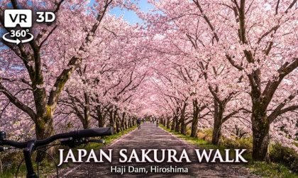 [8K VR360] Immersive Sakura Walk in Japan 🌸 6,000 Cherry Blossoms at Haji Dam / 広島・土師ダム 絶景お花見散歩