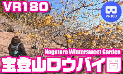 [VR180] Hodosan Wintersweet Garden, JAPAN - 宝登山蝋梅園