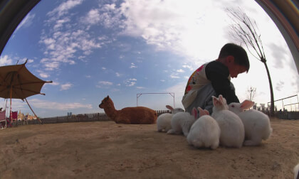Lying on the earth, experience the joy of farm animals through VR