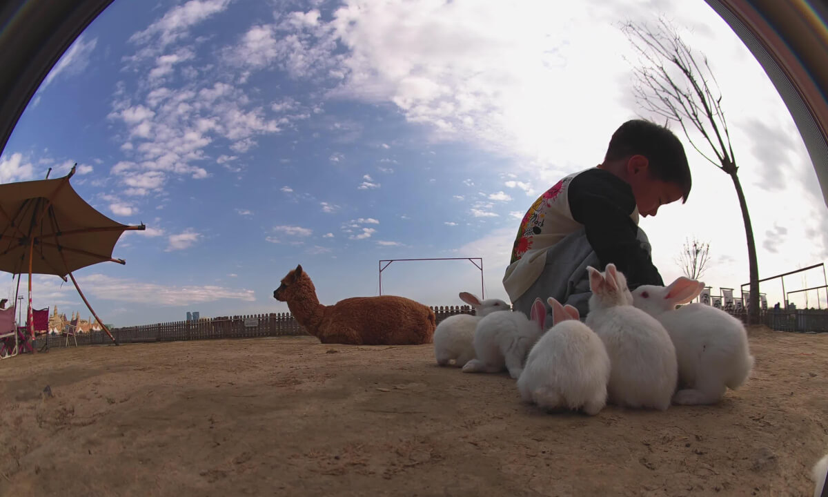 Lying on the earth, experience the joy of farm animals through VR
