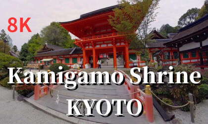 Kyoto: Late spring at Kamigamo Shrine, cherry blossoms falling, JAPAN