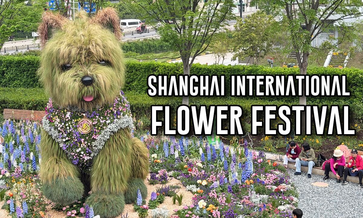 (3D VR180) 5.2m Scruffy Westie Puppy Is Here! - Shanghai International Flower Festival
