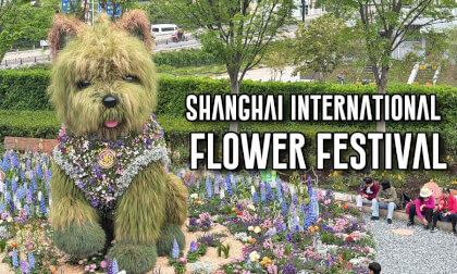 (3D VR180) 5.2m Scruffy Westie Puppy Is Here! - Shanghai International Flower Festival
