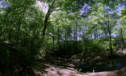 Springtime at Big Trees Nature Preserve