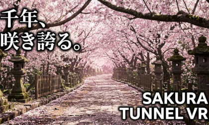 [8K] Cinematic Sakura: A Dreamlike Journey Through 6,000 Trees