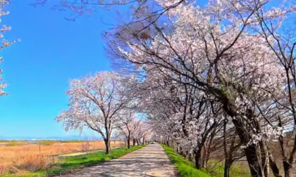 전주 만경강 벚꽃길 자전거 라이딩2 Cherry Blossom Road Riding