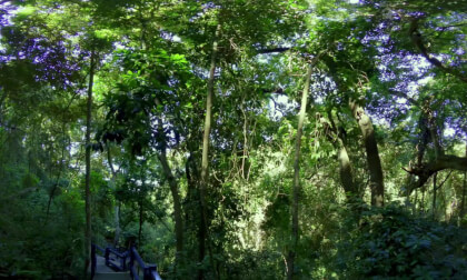 Yuelarbah_WalkingTrail_VR180
