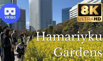 Canola blossoms in Hamarikyu Gardens, Tokyo | 8K 3D VR180