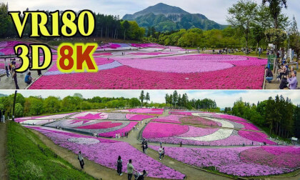 A breathtaking view of vast moss phlox fields at Hitsujiyama Park in Chichibu city , Saitama , JAPAN