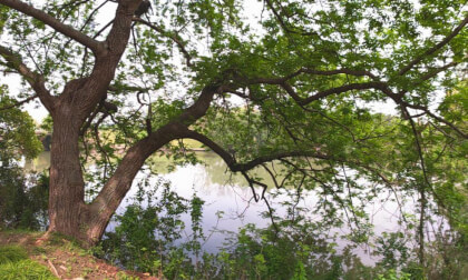 A Big Tree That Feels So Peaceful 🌿 | Shot on SLAM XCAM 2026