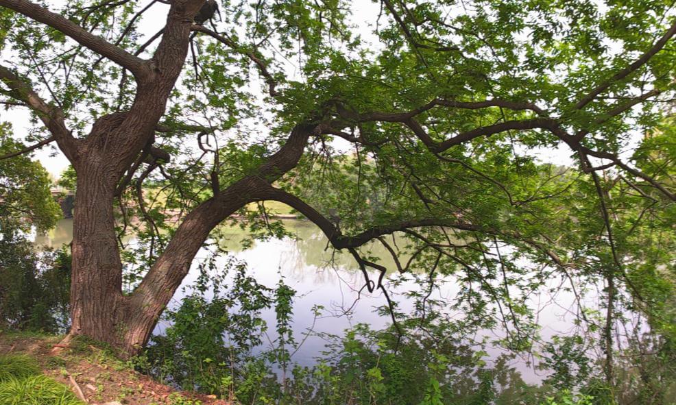 A Big Tree That Feels So Peaceful 🌿 | Shot on SLAM XCAM 2026