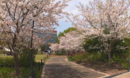 A Short Spring, Beautiful Cherry Blossoms 🌸 | Shot on SLAM XCAM 2026