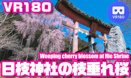 [VR180] Weeping cherry blossom at Hie Shrine, JAPAN - 日枝神社の枝垂れ桜