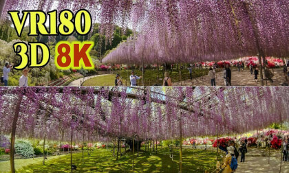 A magnificent view of a giant wisteria trellis at Ashikaga Flower Park in Tochigi , JAPAN