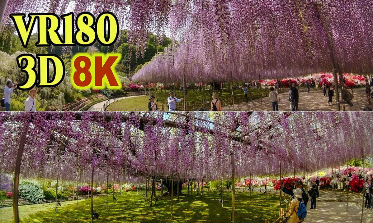 A magnificent view of a giant wisteria trellis at Ashikaga Flower Park in Tochigi , JAPAN