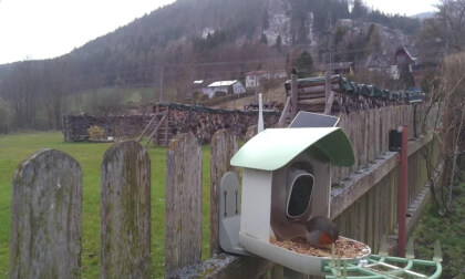 Vogel Fütterung in Spital am Semmering Austria
