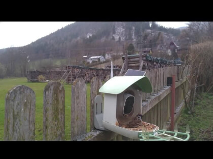 Vogel Fütterung  Spital am Semmering Austria