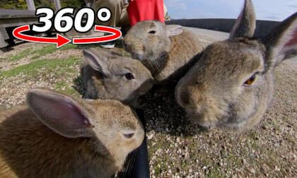 VR 360° | A friendly rabbit family has arrived!