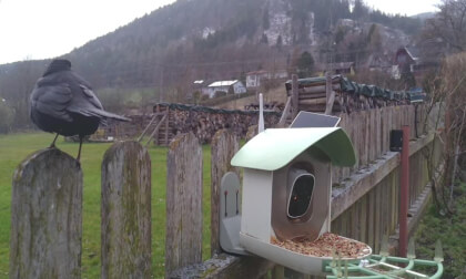 Vogel Fütterung Spital am Semmering  Austria