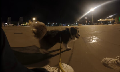 dog pulling cart
