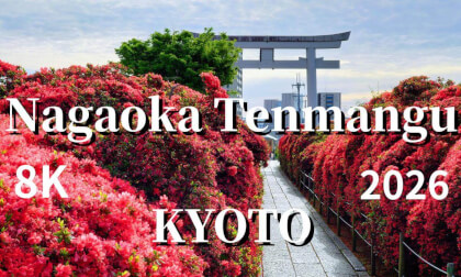Kyoto: Kirishima azaleas at Nagaoka Tenmangu Shrine, JAPAN