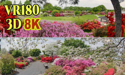 Tsutsujigaoka Park , A breathtaking sight with azaleas in full bloom , in Tatebayashi , Gunma , JAPAN