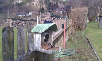 Vogel Fütterung Spital am Semmering  Austria
