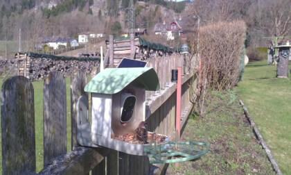 Vogel Fütterung Spital am Semmering Austria 25.04.2026