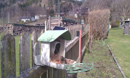 Vogel Fütterung  Spital am Semmering  Austria