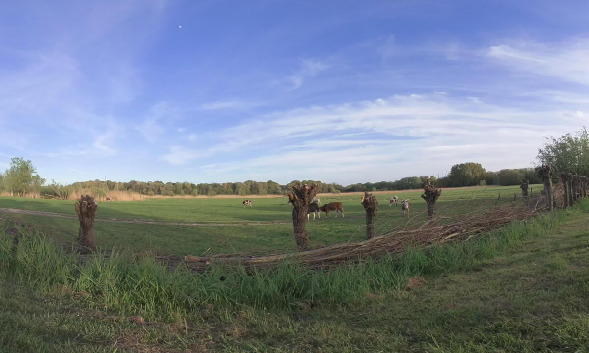Cows :)