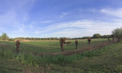 Cows :)