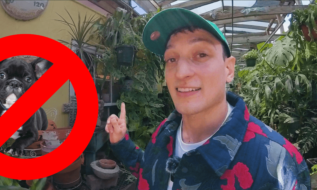 Plants Are the New Pets