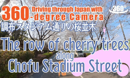 The row of cherry trees along Chofu Stadium Street (Driving through Japan with a 360-degree camera)