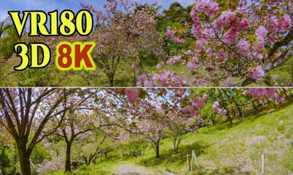 Tōrinuke no Sakura , A famous spot for double-flowered cherry blossoms in Nagatoro , Saitama , JAPAN