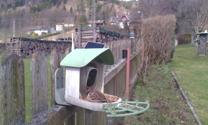 Vogel Fütterung  Spital am Semmering  Austria
